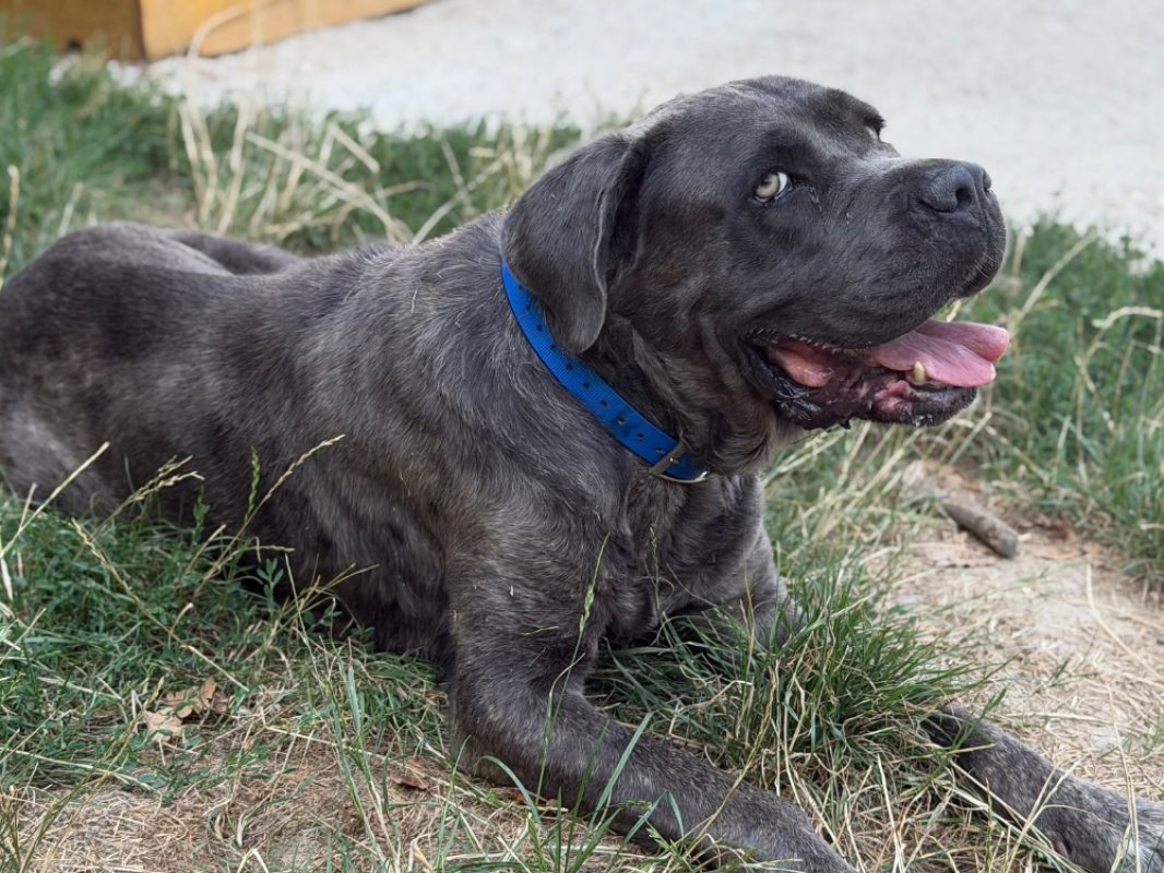 Prada - Chien à adopter - photo 2