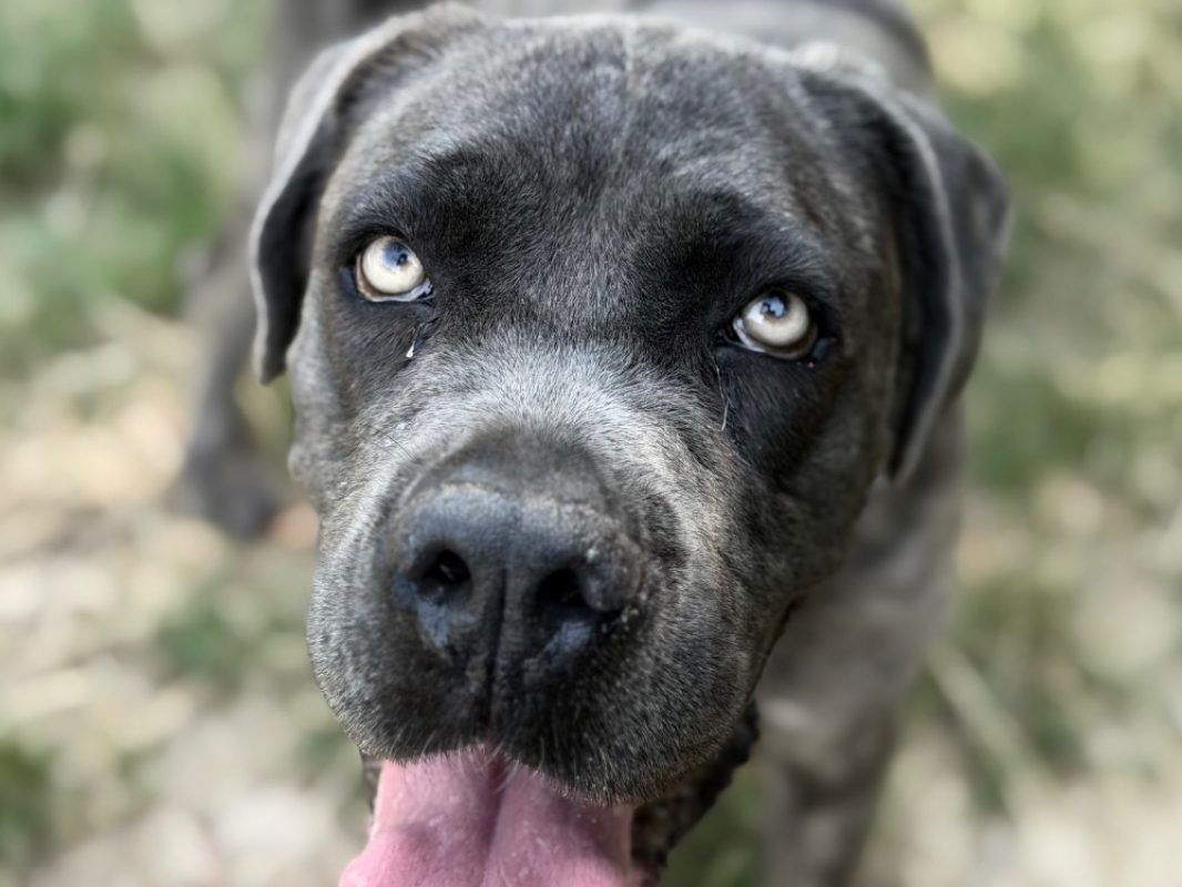 Prada - Chien à adopter - photo 4
