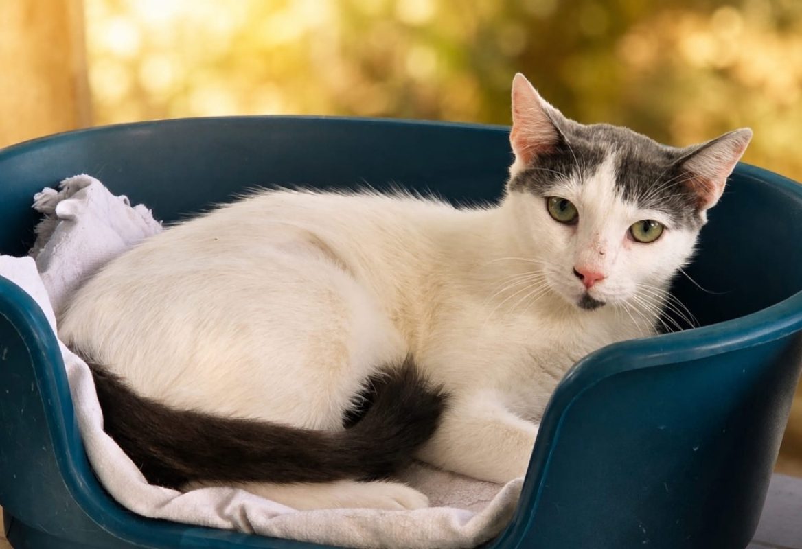 Romy - Chat Européen à adopter
