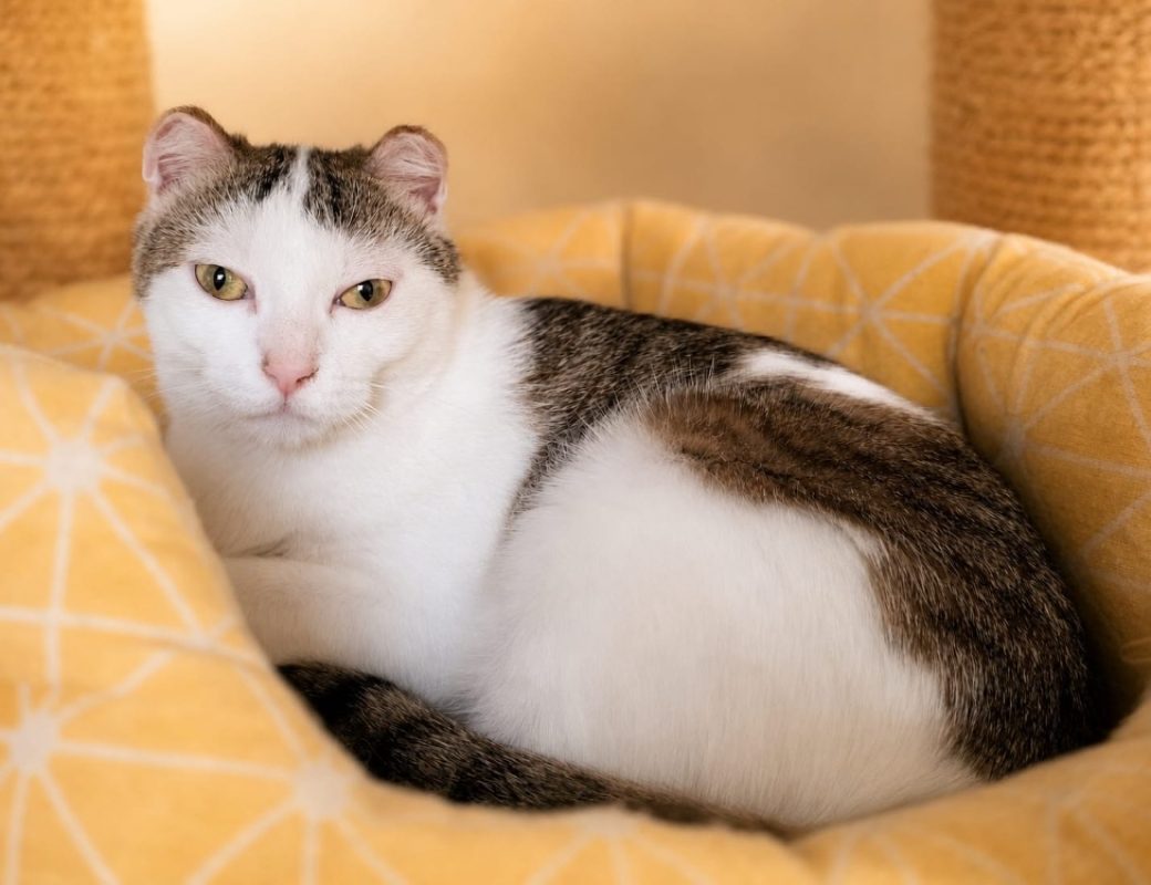 Suky - Chat Européen à adopter