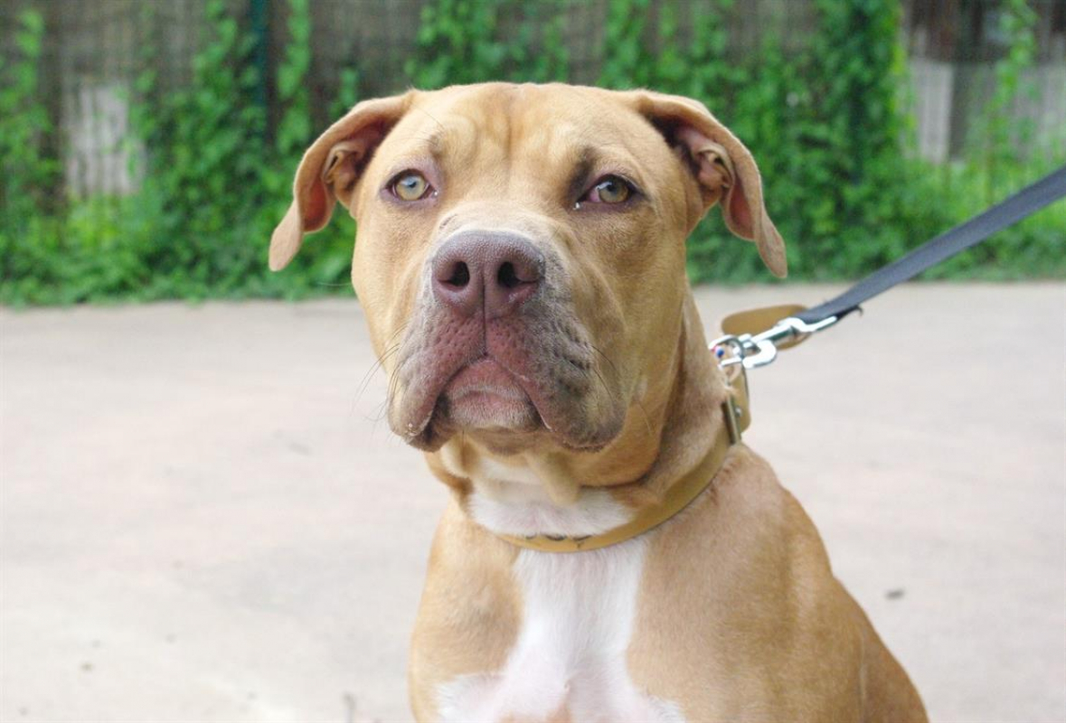 Toby - Chien Bouledogue Américain à adopter