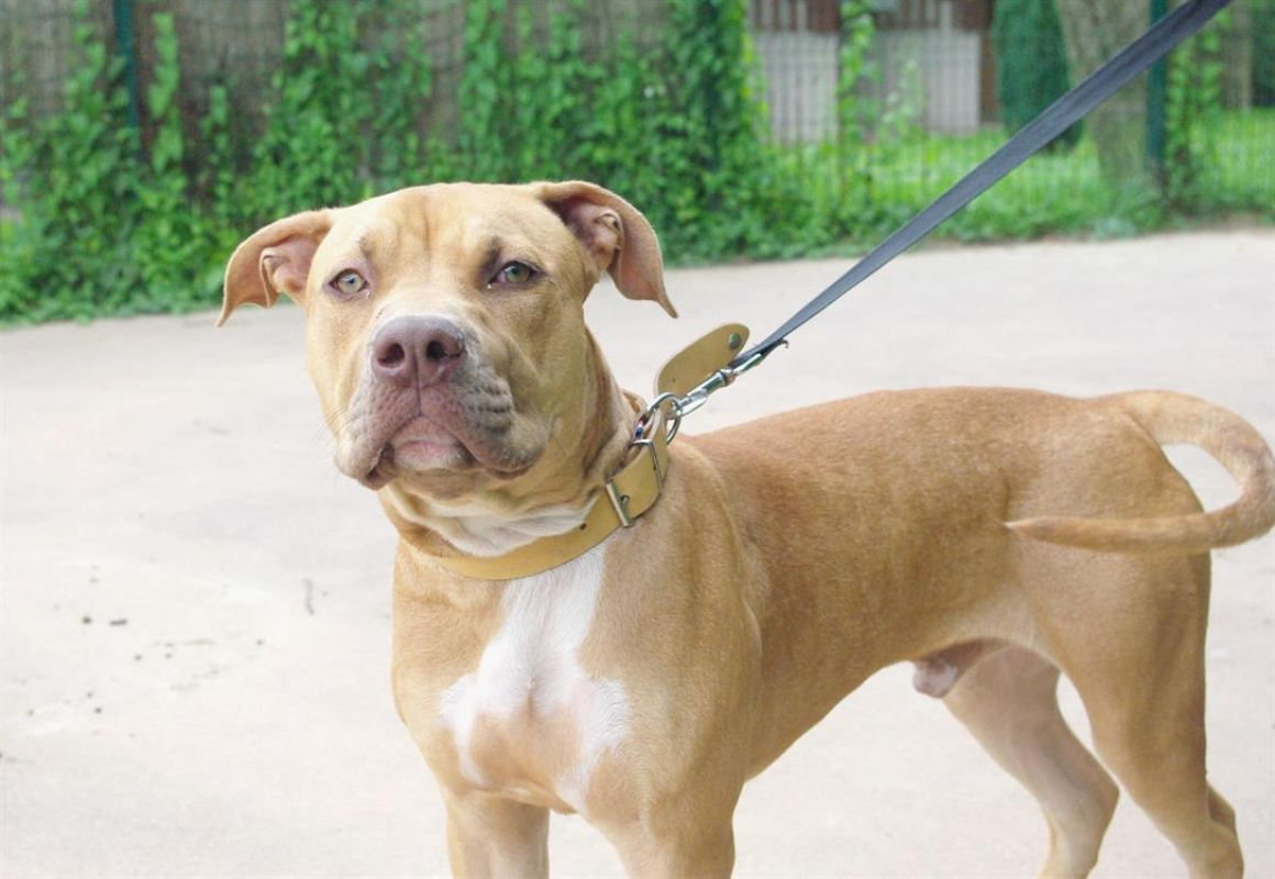 Toby - Chien Bouledogue Américain à adopter - photo 2