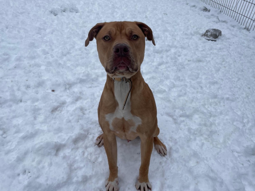 Toby - Chien Bouledogue Américain à adopter - photo 3