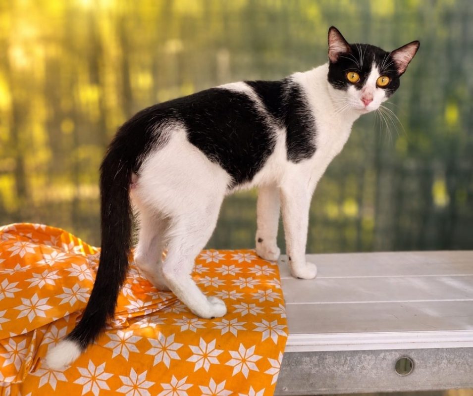 Leon - Chat Européen à adopter
