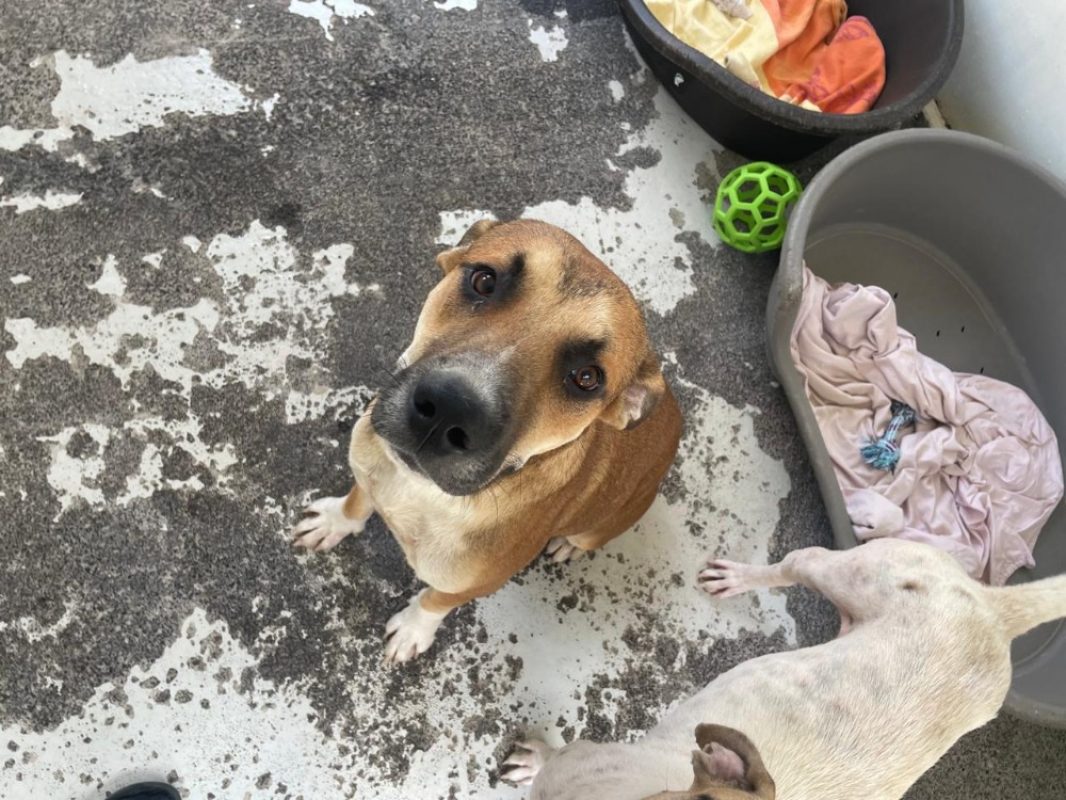 Max - Chien à adopter