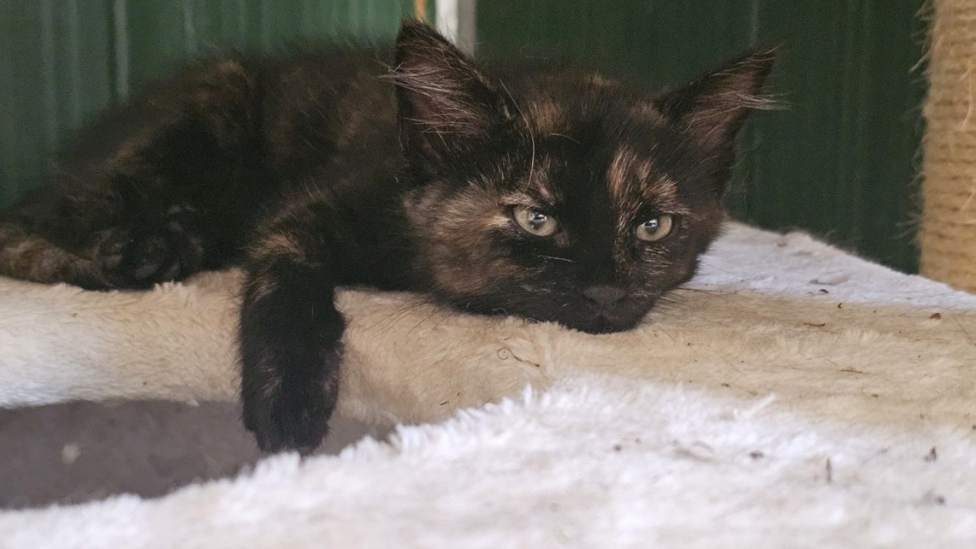 Bali - Chat Européen à adopter