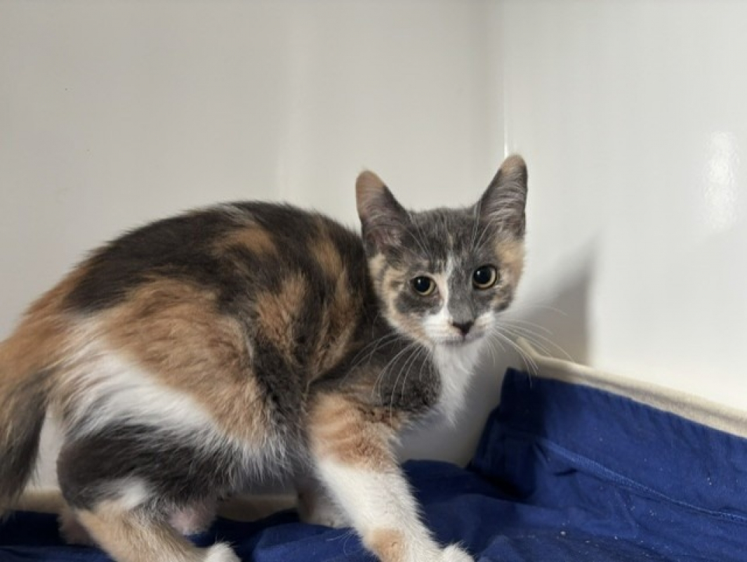 Brina - Chat Européen à adopter