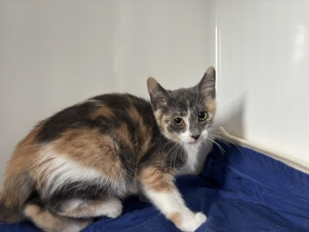 Brina - Chat Européen à adopter - photo 2