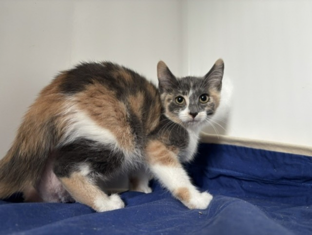 Brina - Chat Européen à adopter - photo 3