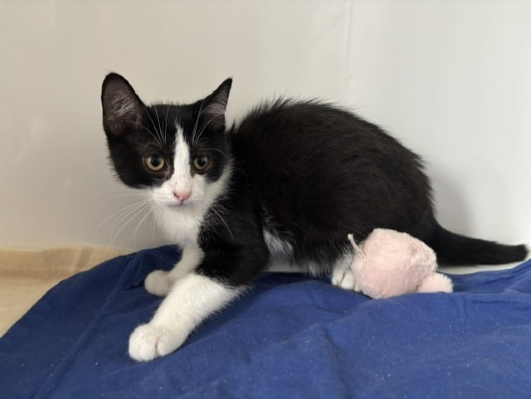 Beinji - Chat Européen à adopter