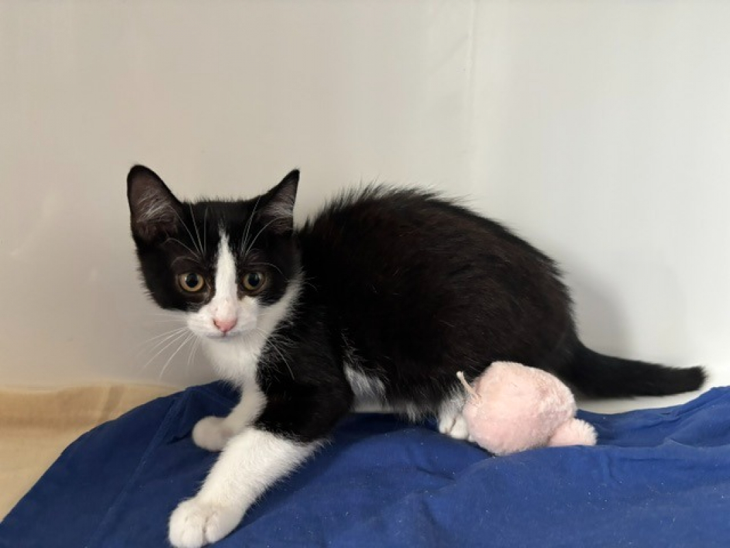 Beinji - Chat Européen à adopter - photo 2