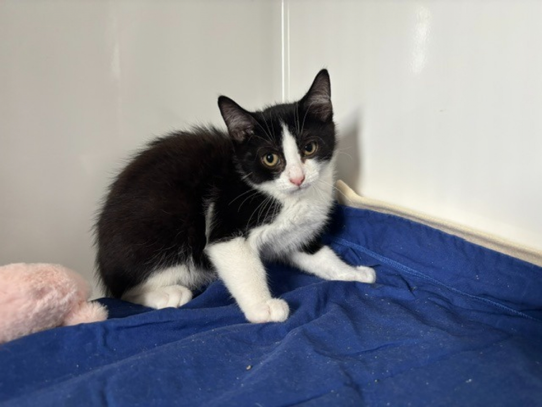 Beinji - Chat Européen à adopter - photo 3