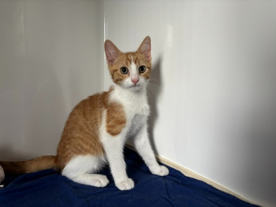 Bric - Chat Européen à adopter - photo 2