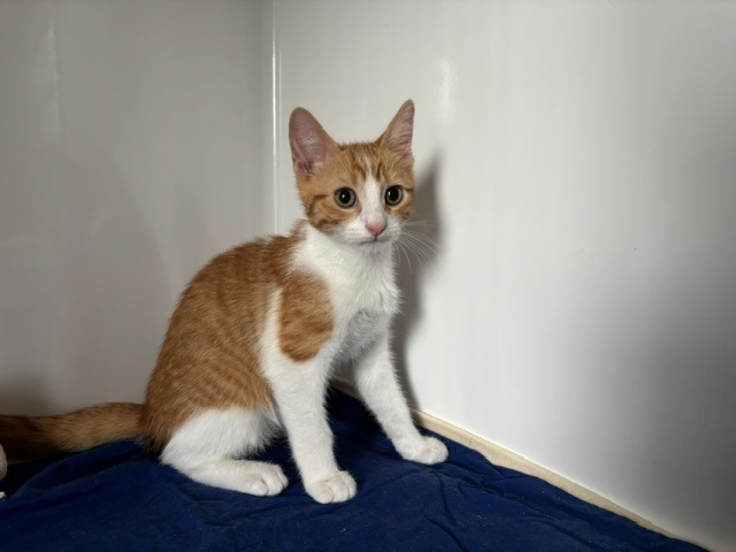 Bric - Chat Européen à adopter - photo 3