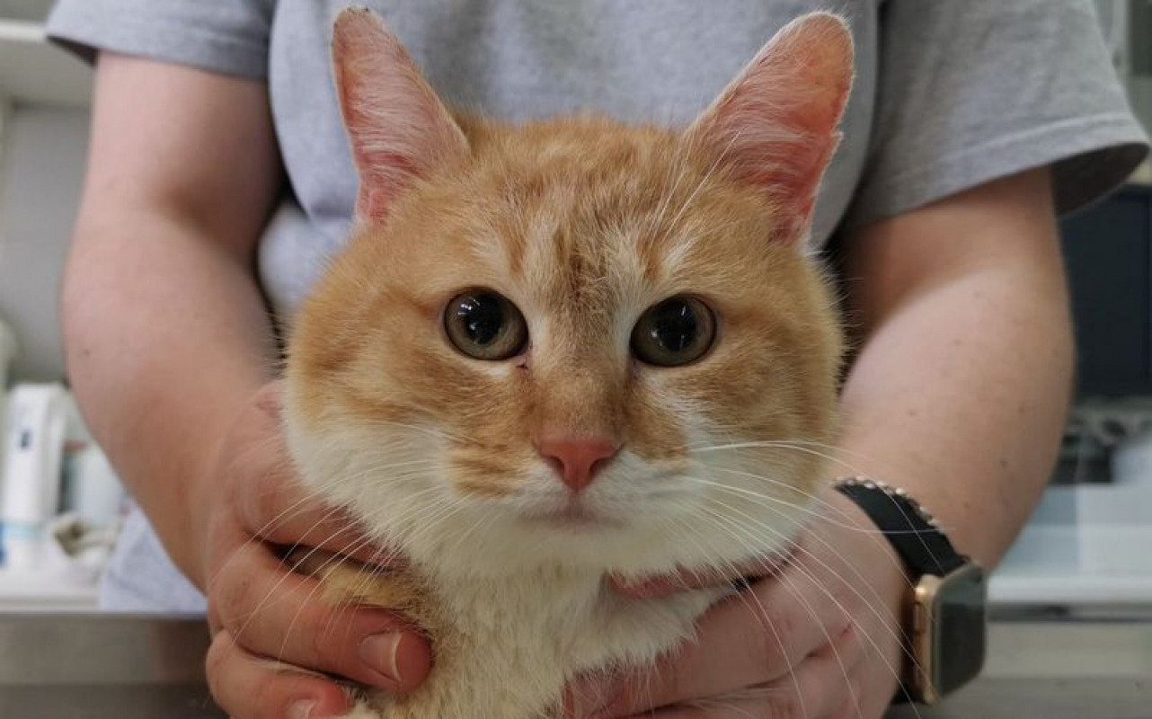 Eole - Chat Européen à adopter