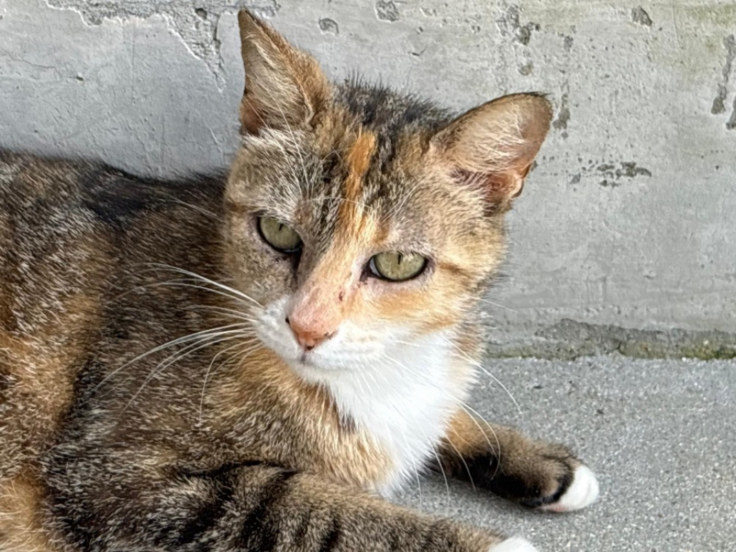Pita - Chat Européen à adopter