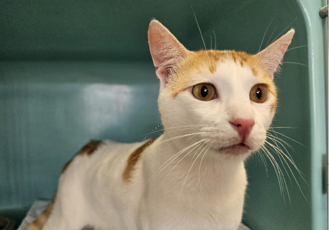 Billie - Chat Européen à adopter