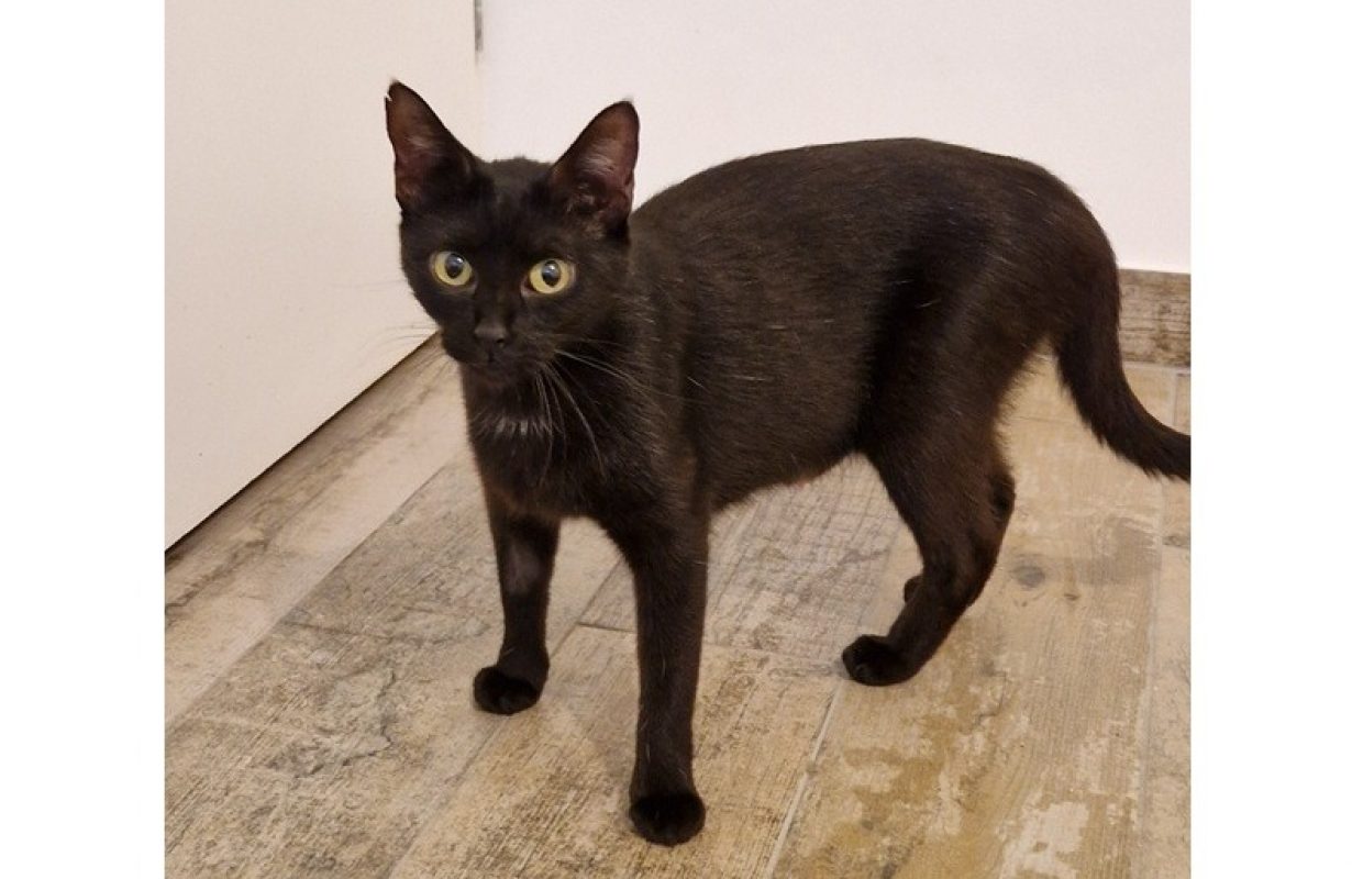 Selma - Chat Européen à adopter