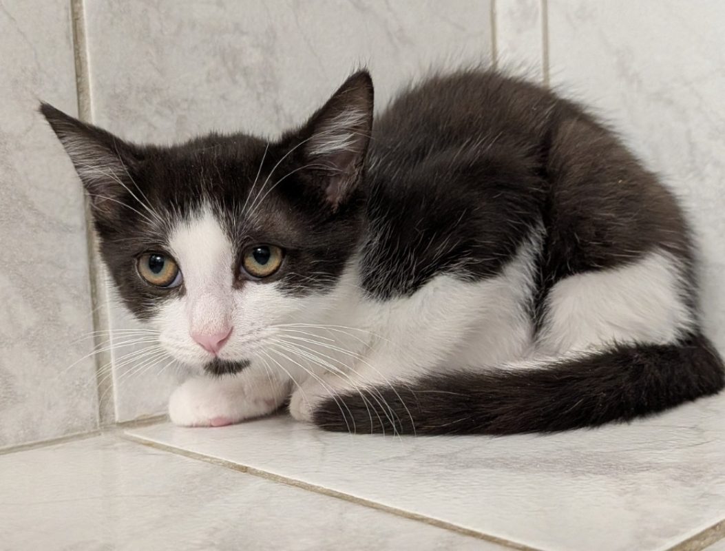 Brume - Chat Européen à adopter