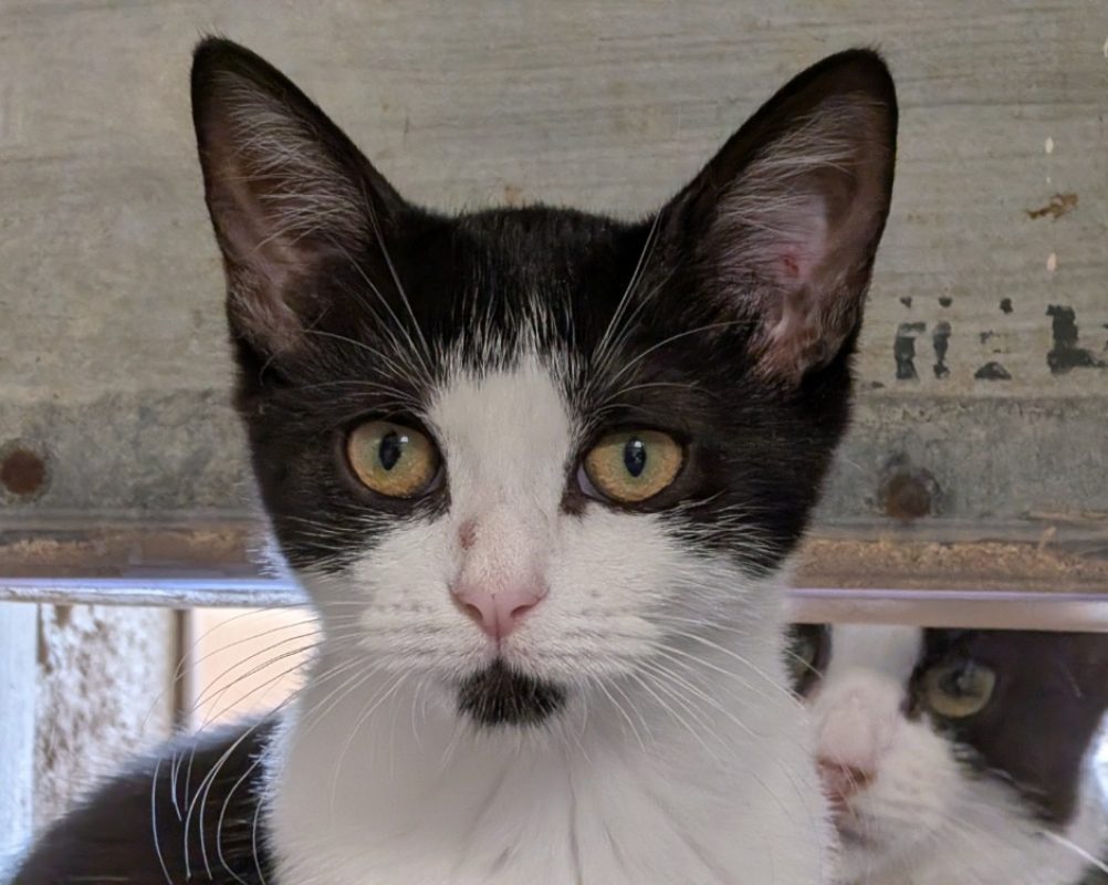 Brume - Chat Européen à adopter