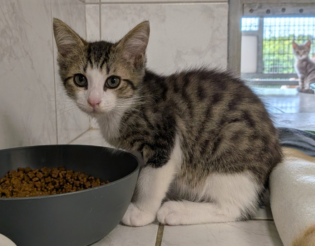 Jacob - Chat Européen à adopter
