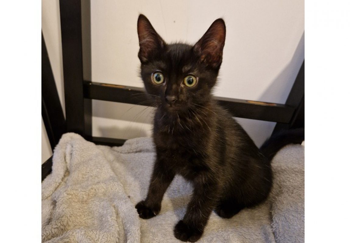 Homer - Chat Européen à adopter
