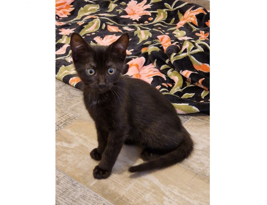 Bart - Chat Européen à adopter