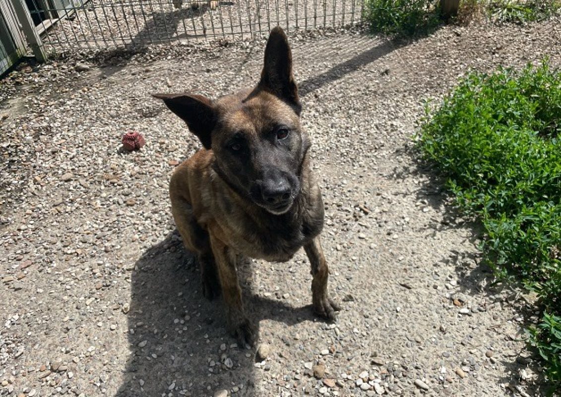 Swif - Chien à adopter - photo 2