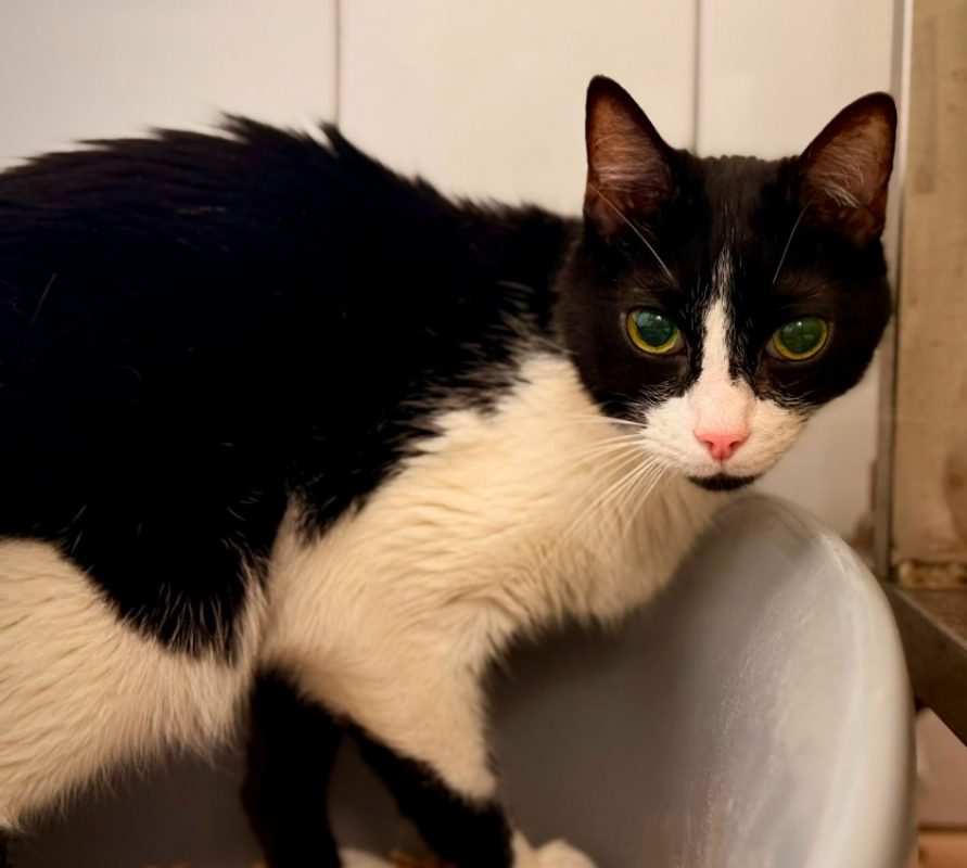 Kenzo - Chat Européen à adopter