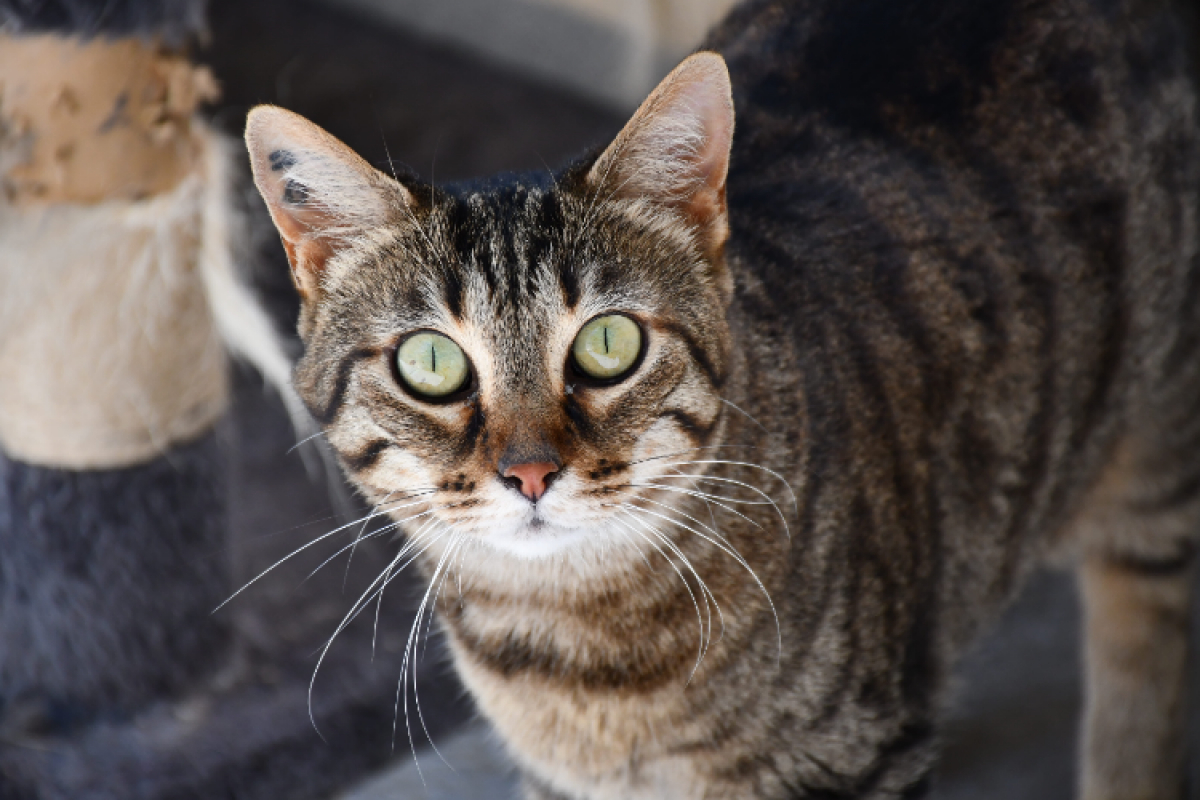 Kenya - Chat Européen à adopter