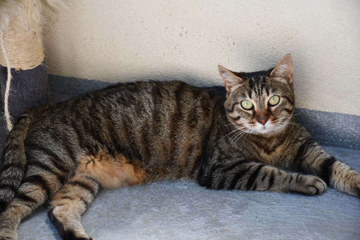 Kenya - Chat Européen à adopter - photo 2