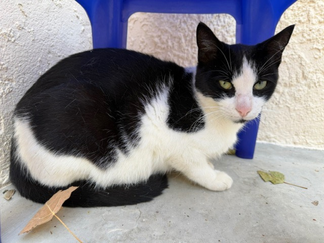 Dalhia - Chat Européen à adopter