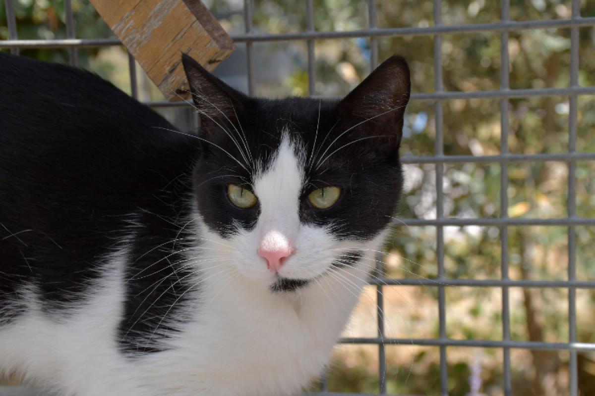 Dalhia - Chat Européen à adopter - photo 2
