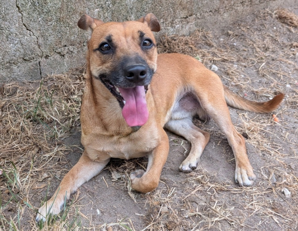 Titus - Chien Ratier pragois à adopter