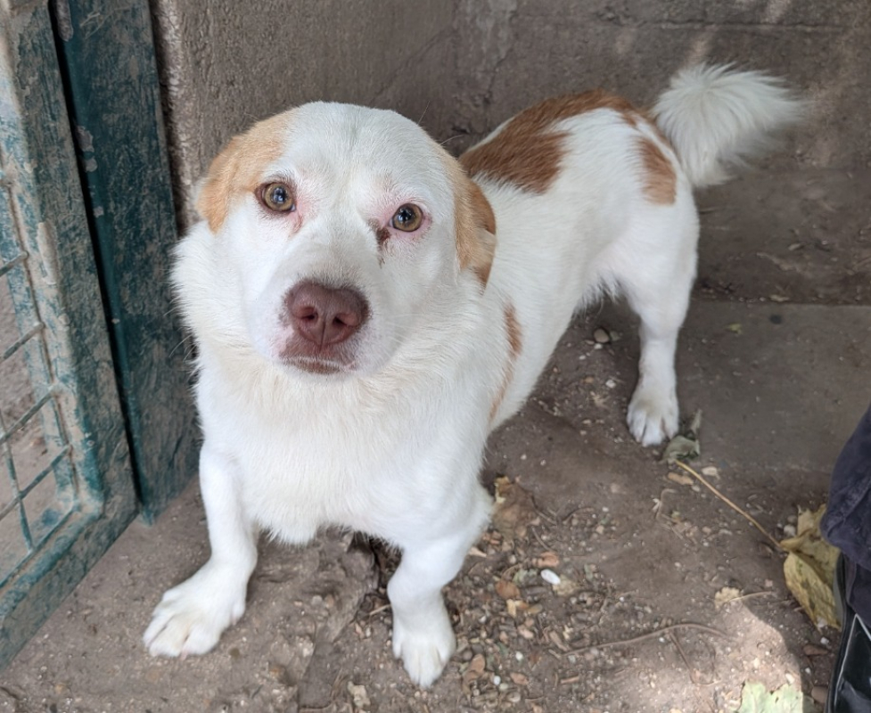 Punky - Chien à adopter