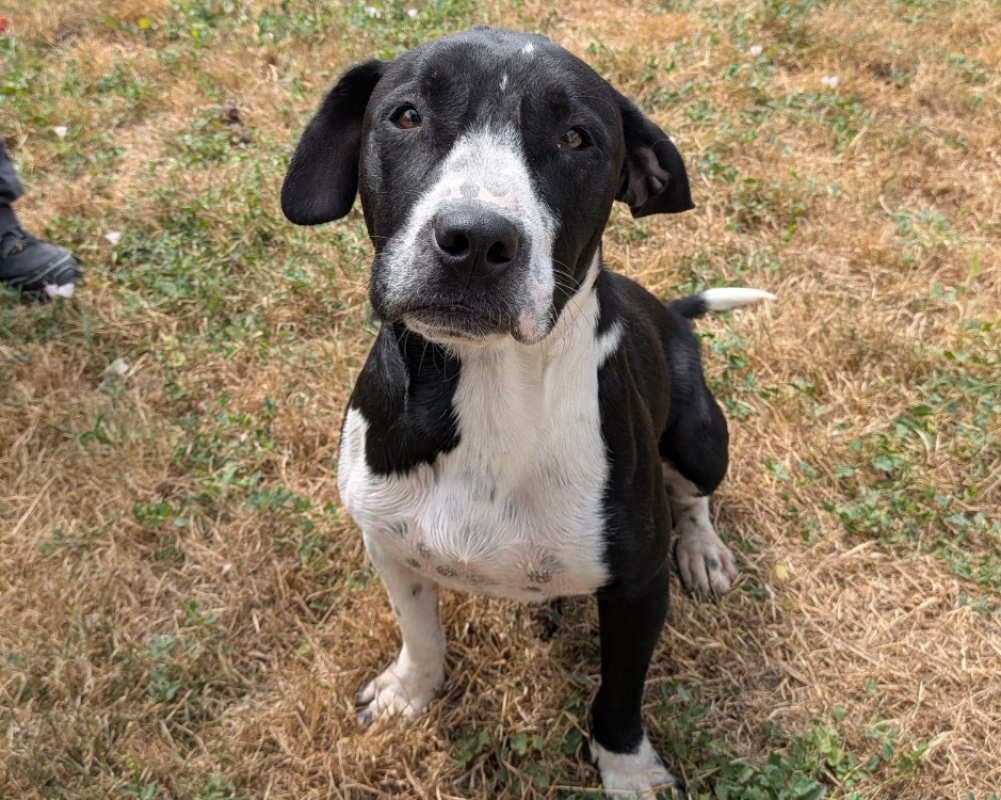 Snoopy - Chien à adopter