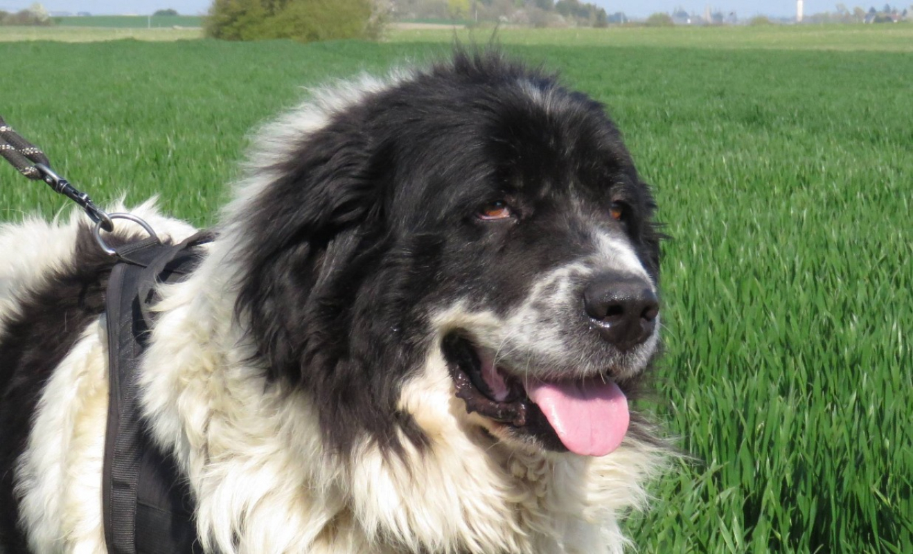 Pepsy - Chien à adopter