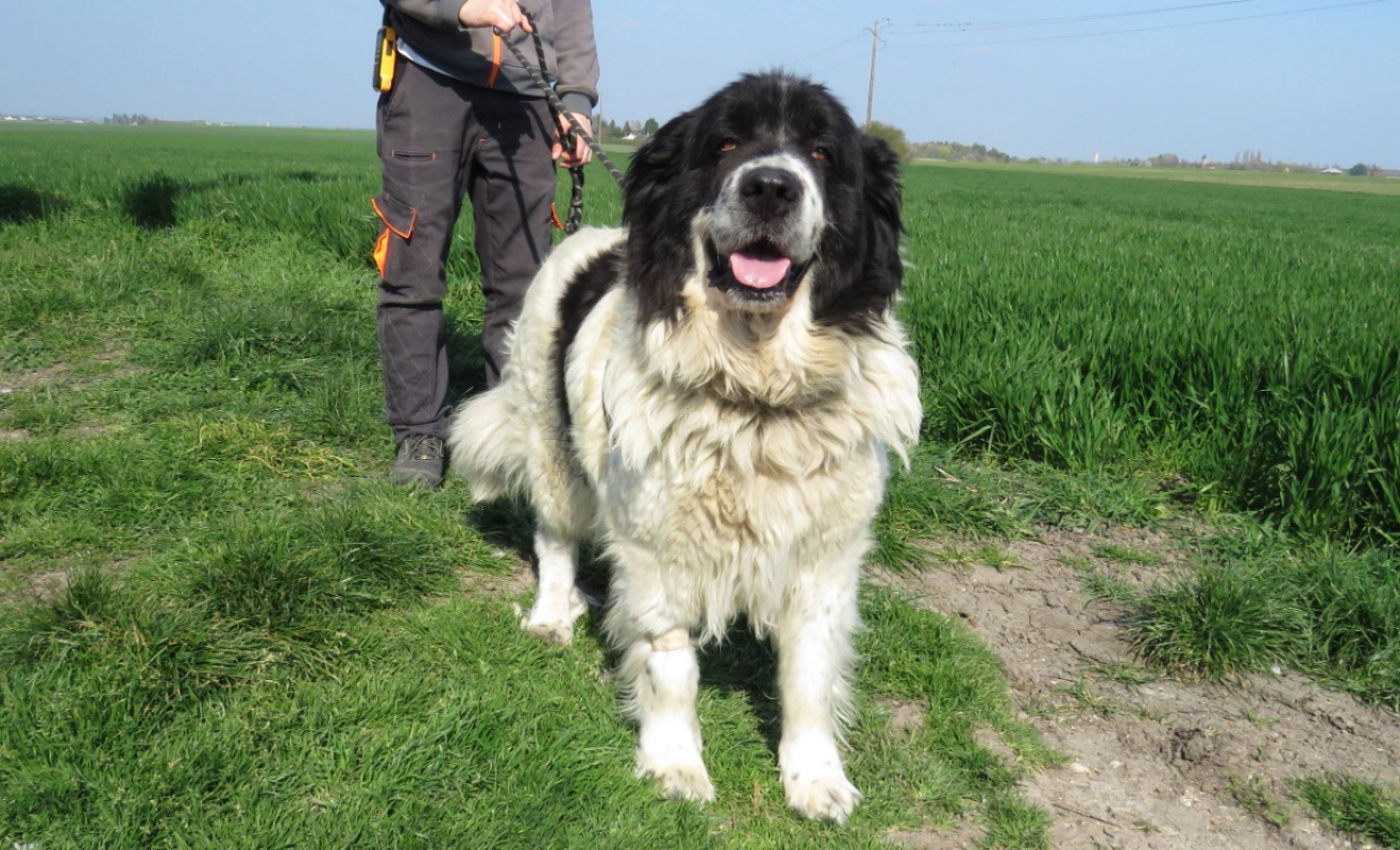 Pepsy - Chien à adopter - photo 2