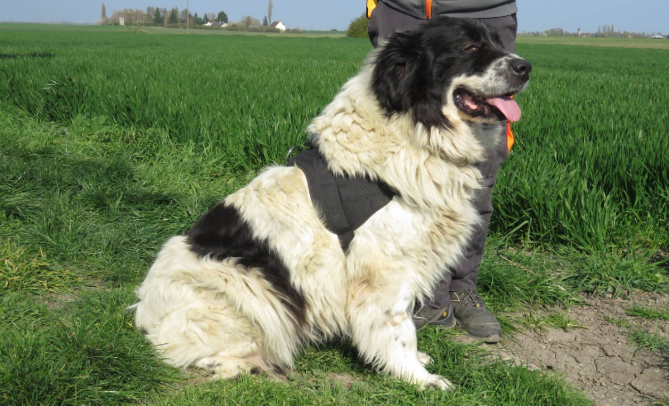 Pepsy - Chien à adopter - photo 3