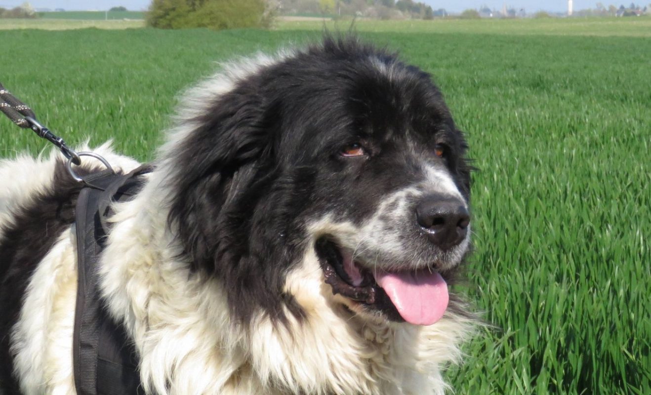 Pepsy - Chien à adopter