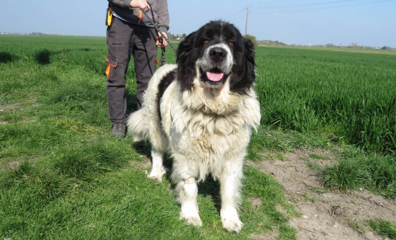 Pepsy - Chien à adopter - photo 2