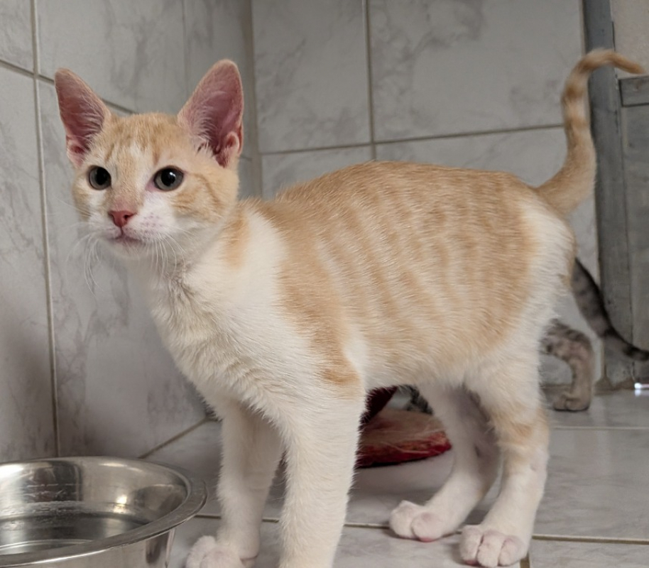 Zino - Chat Européen à adopter