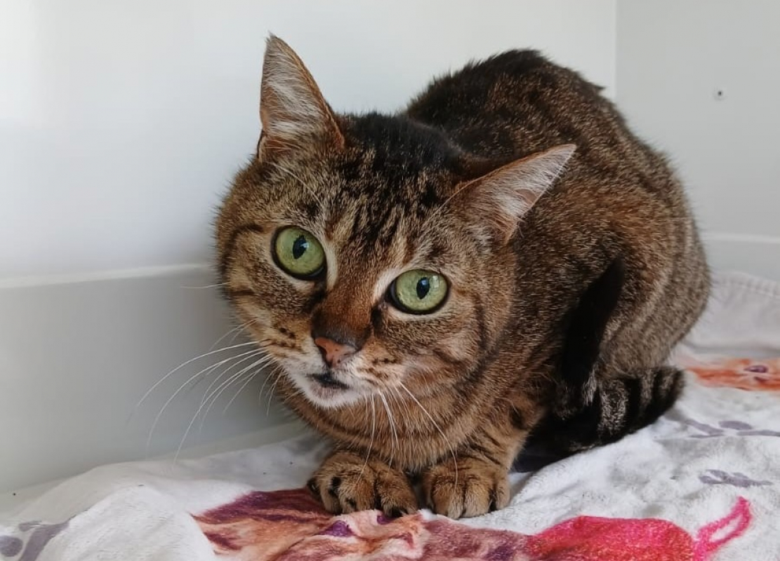 Iris - Chat Européen à adopter