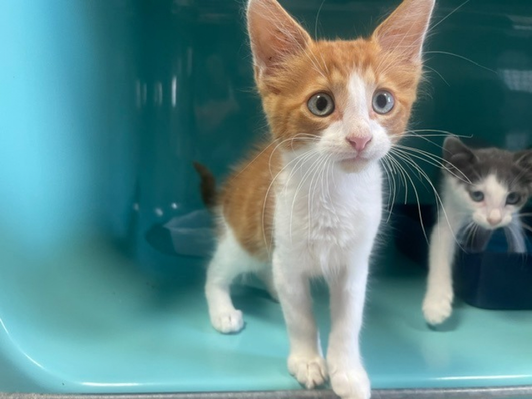 NoËl - Chat Européen à adopter