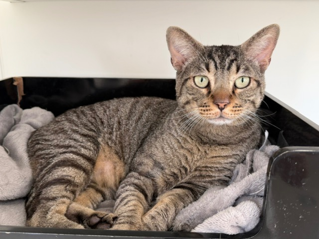 Chaminou - Chat Européen à adopter