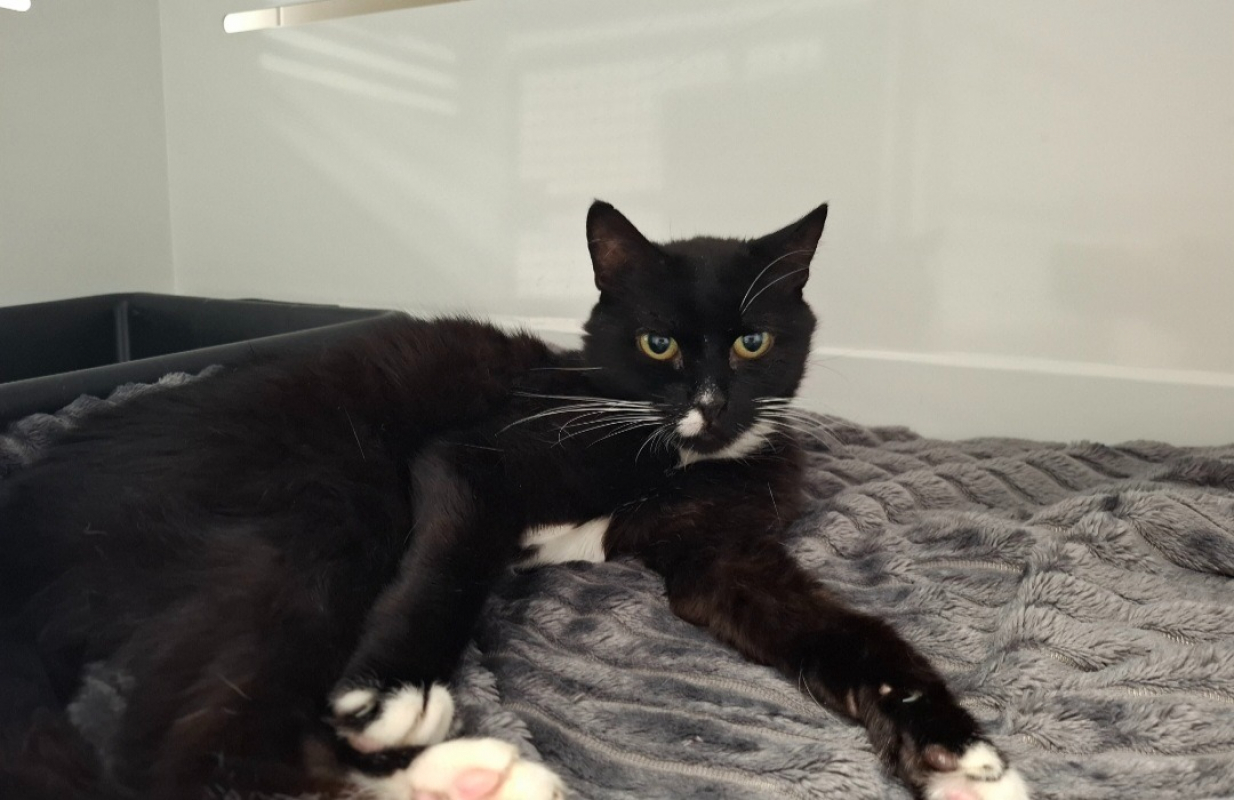 Pitache - Chat Européen à adopter