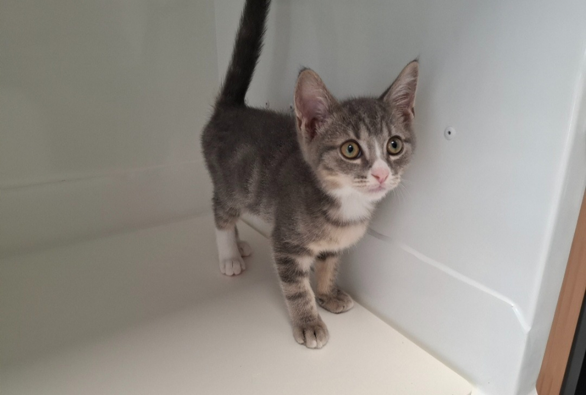 Babeth - Chat Européen à adopter