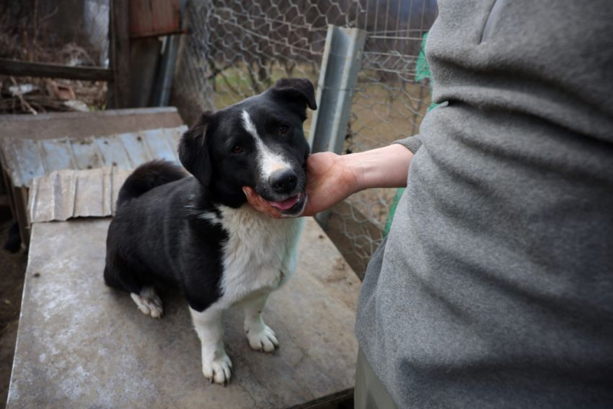 Rami - Chien à adopter - photo 2