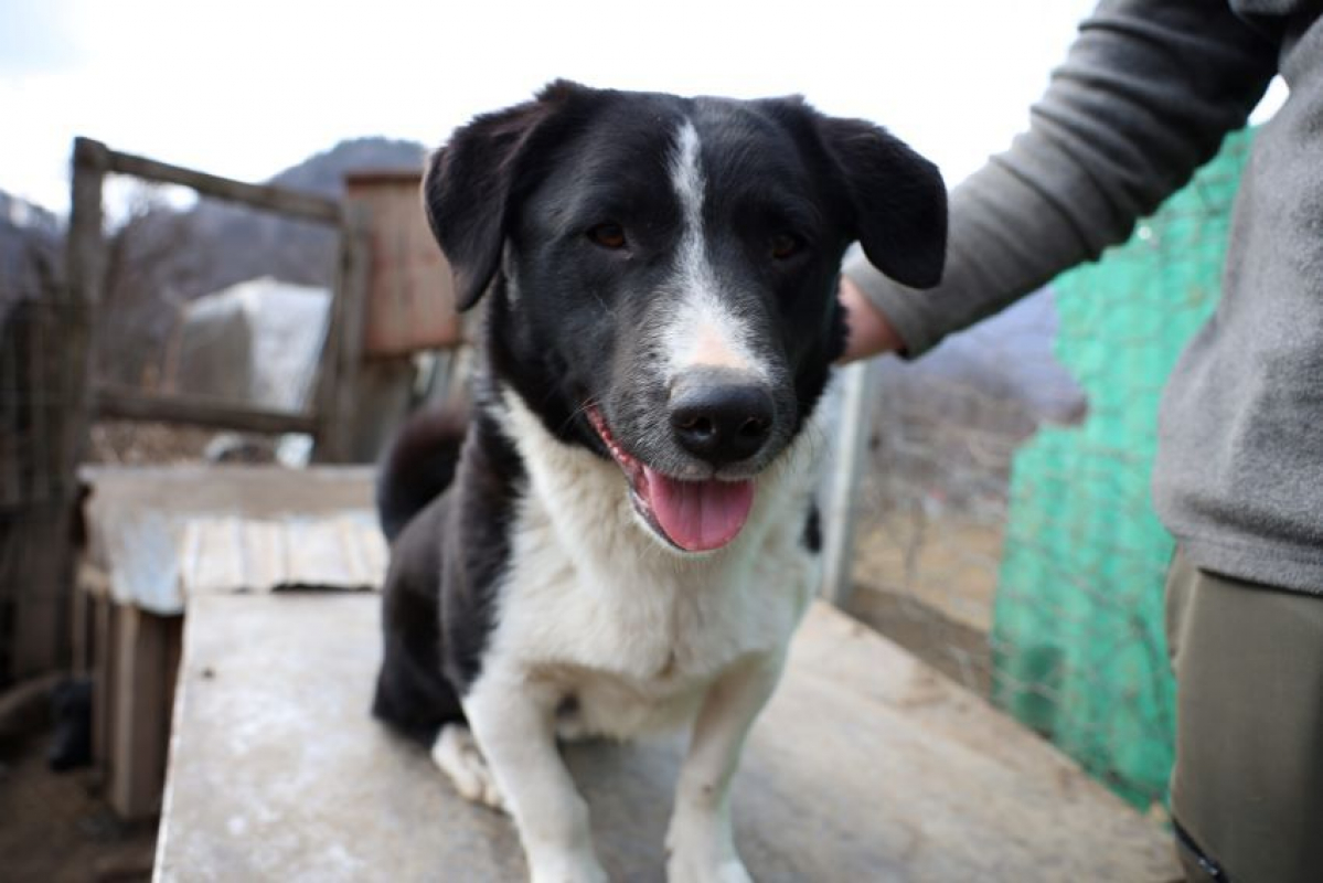 Rami - Chien à adopter