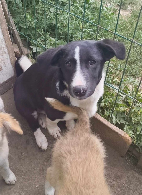 Rami - Chien à adopter - photo 3